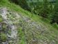 jašterica bystrá (21.7.2013)